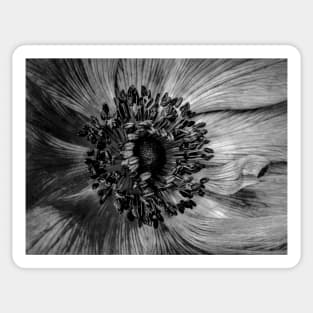 The Anemone in Black and white Sticker